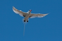 Red-billed Tropicbird (Phaethon aethereus mesonauta)