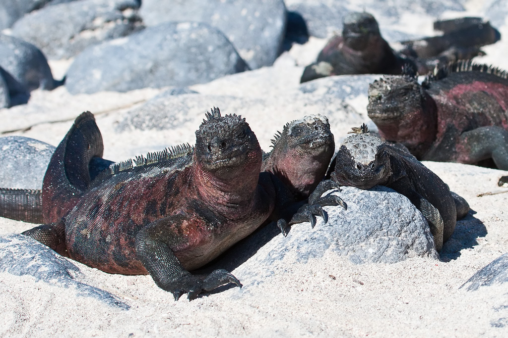 Marine Iguana (Amblyrhynchus cristatus venustissimus)