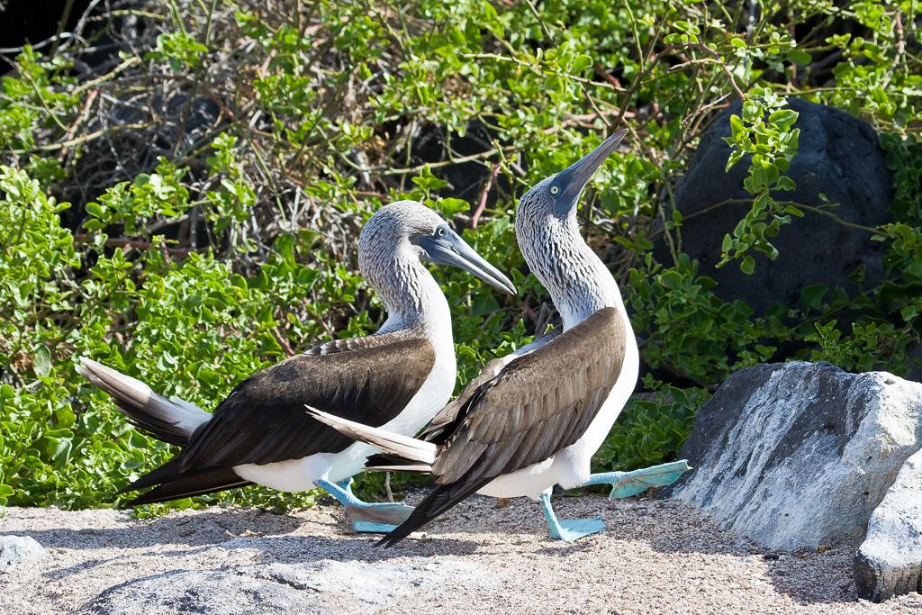 Blue-footed Booby (Sula nebouxii excisa)