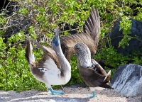 Blue-footed Booby (Sula nebouxii excisa)