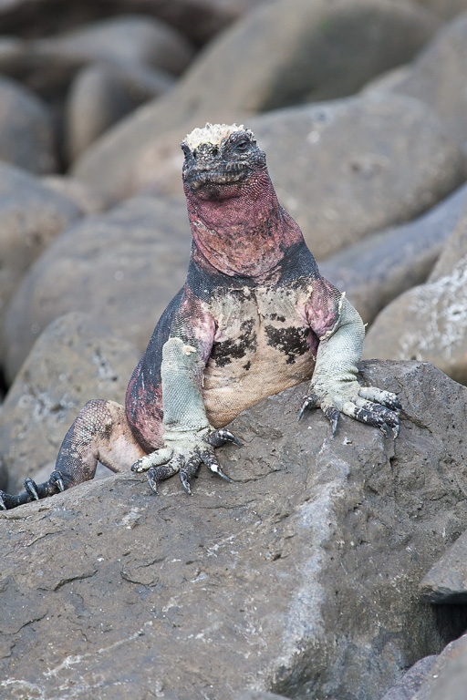 Marine Iguana (Amblyrhynchus cristatus venustissimus)