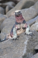 Marine Iguana (Amblyrhynchus cristatus venustissimus)