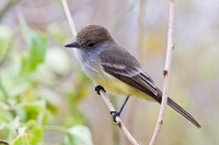 Galapagos Flycatcher (Myiarchus magnirostris)