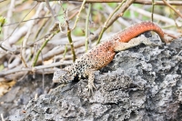 Espanola Lava Lizard (Microlophus delanonis)