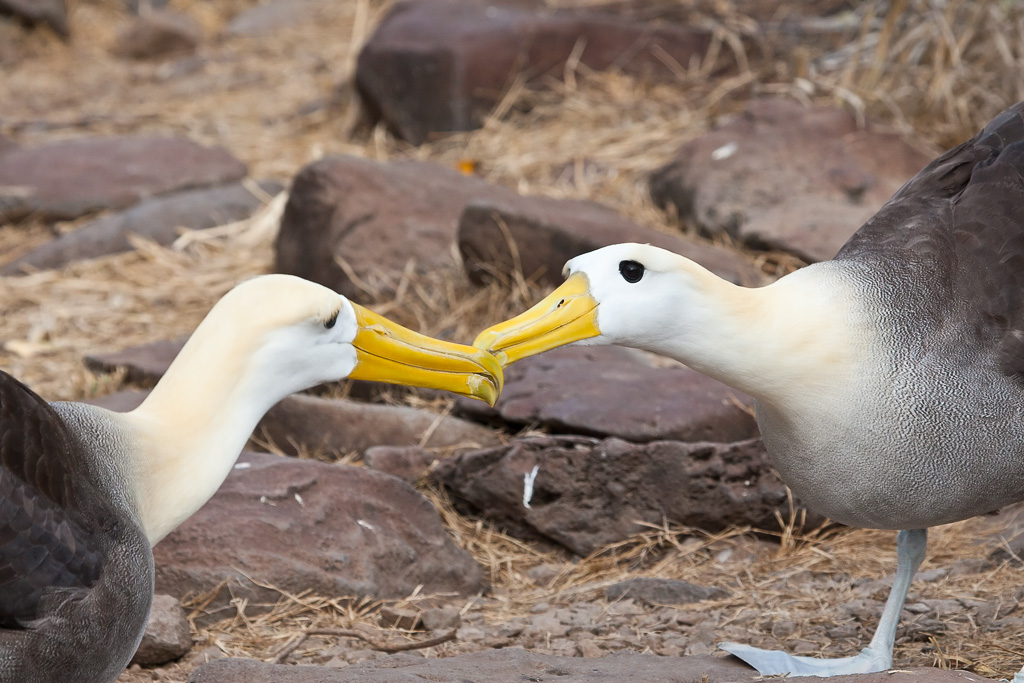 Waved Albatross (Phoebastria irrorata)