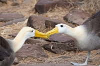 Waved Albatross (Phoebastria irrorata)