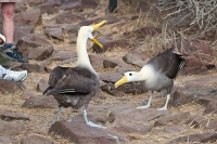 Waved Albatross (Phoebastria irrorata)