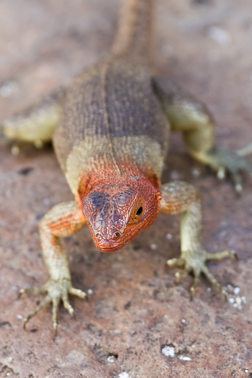 Espanola Lava Lizard (Microlophus delanonis)