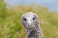 Blue-footed Booby (Sula nebouxii excisa)