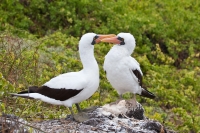 Nazca Booby (Sula granti)