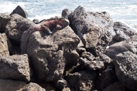 Marine Iguana (Amblyrhynchus cristatus)