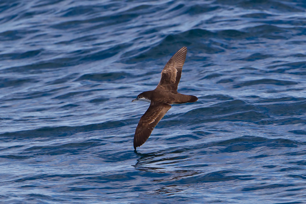 Galapagos Shearwater (Puffinus subalaris)