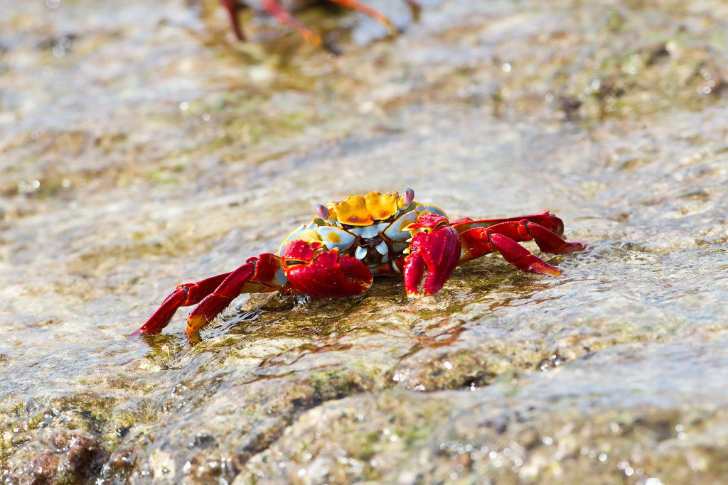 Sally Lightfoot Crab (Grapsus grapsus)