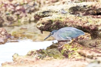 Galapagos Heron (Butorides sundevalli)