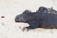 Marine Iguana (Amblyrhynchus cristatus venustissimus)