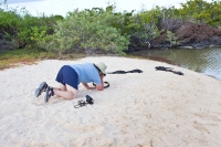 Marine Iguana (Amblyrhynchus cristatus venustissimus)