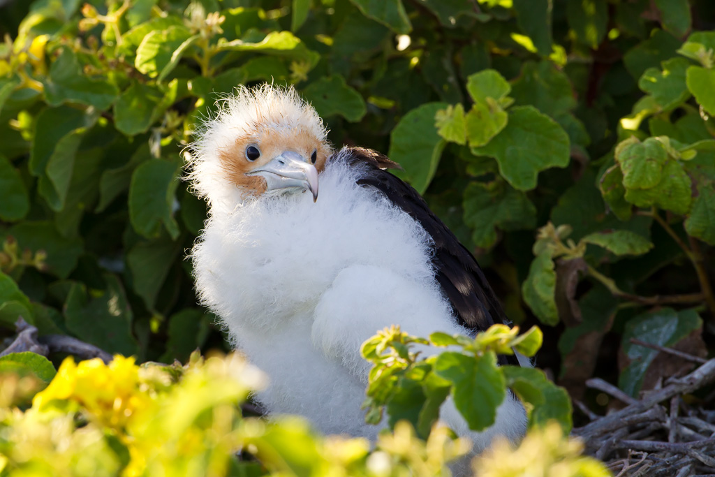 Great Frigatebird (Fregata minor ridgwayi)