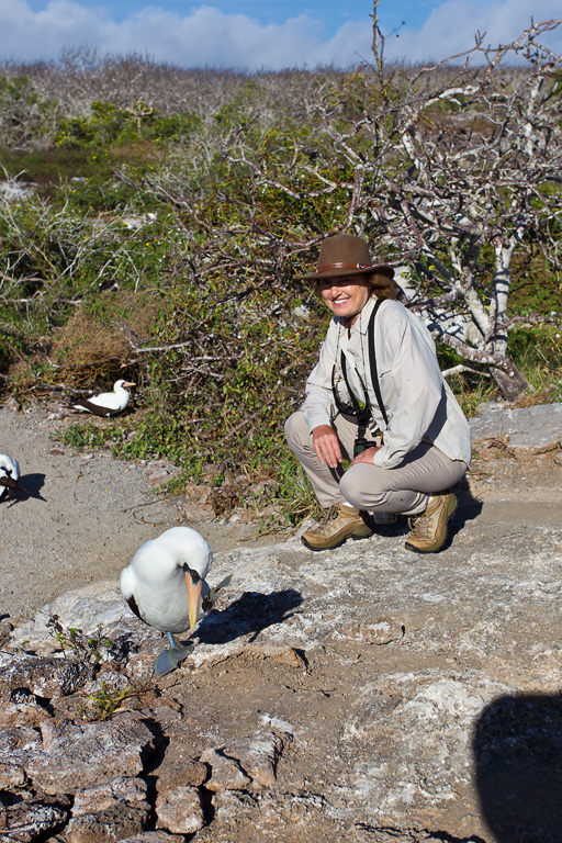 Nazca Booby (Sula granti)