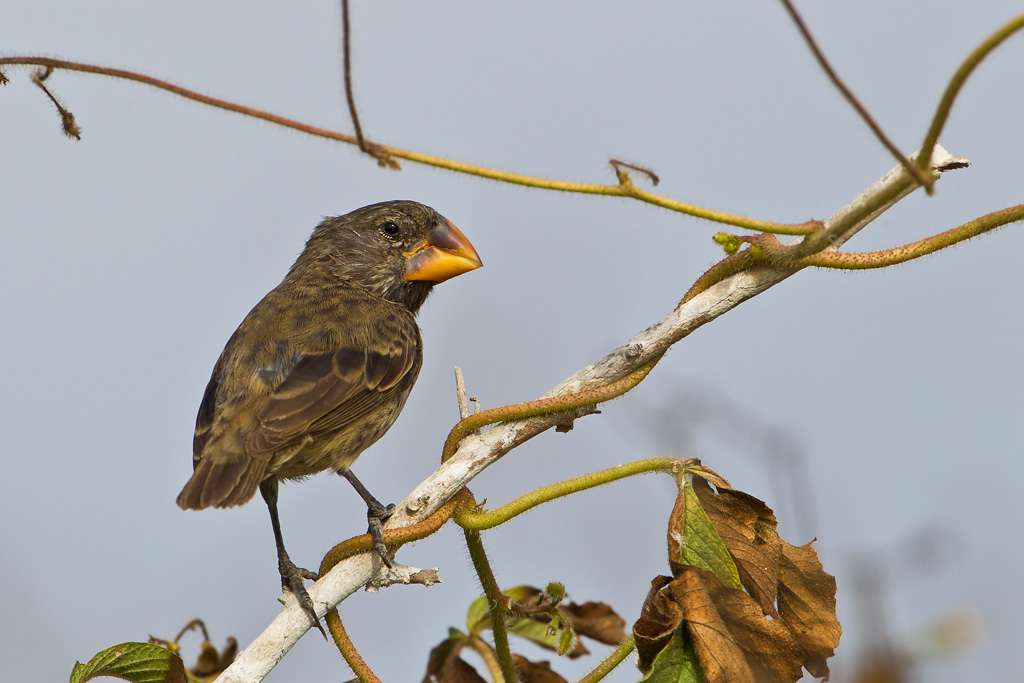 Large Ground Finch (Geospiza magnirostris)