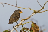 Large Ground Finch (Geospiza magnirostris)