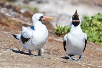 Nazca Booby (Sula granti)