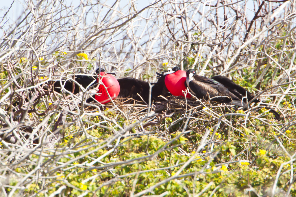 Great Frigatebird (Fregata minor ridgwayi)