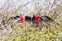 Great Frigatebird (Fregata minor ridgwayi)