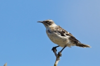 Galapagos Mockingbird (Nesomimus parvulus)