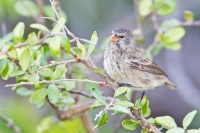 Small Ground-Finch (Geospiza fuliginosa)