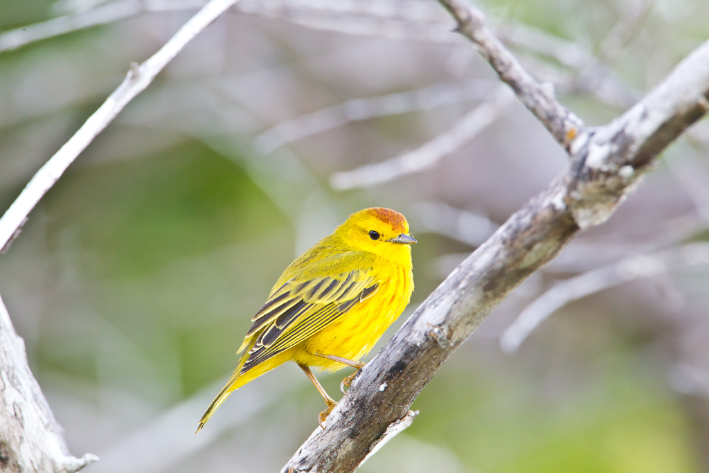 (Mangrove) Yellow Warbler (Dendroica petechia aureola)