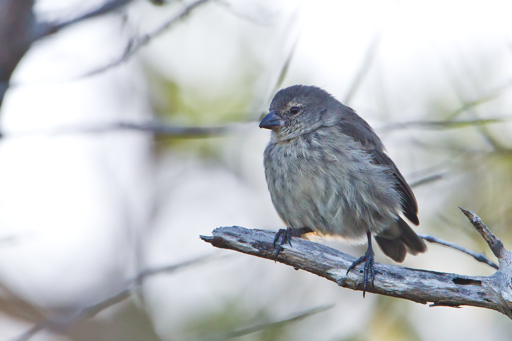 Mangrove Finch (Camarhynchus heliobates)