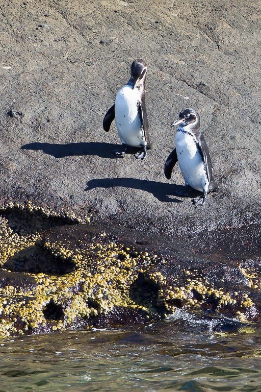 Galapagos Penguin (Spheniscus mendiculus)