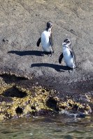 Galapagos Penguin (Spheniscus mendiculus)