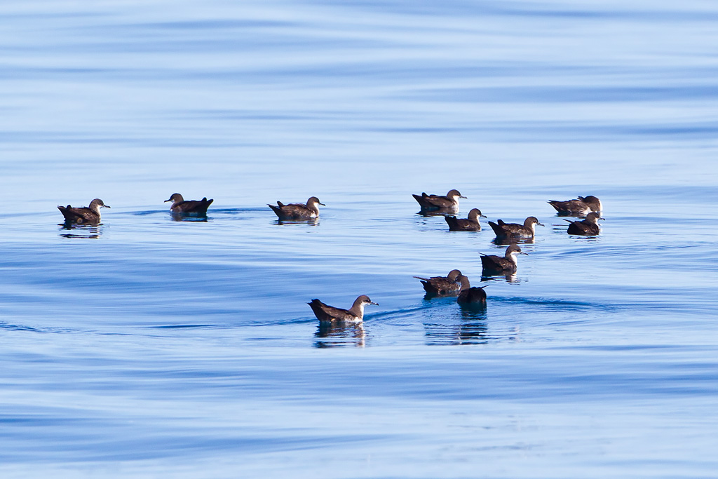 Galapagos Shearwater (Puffinus subalaris)