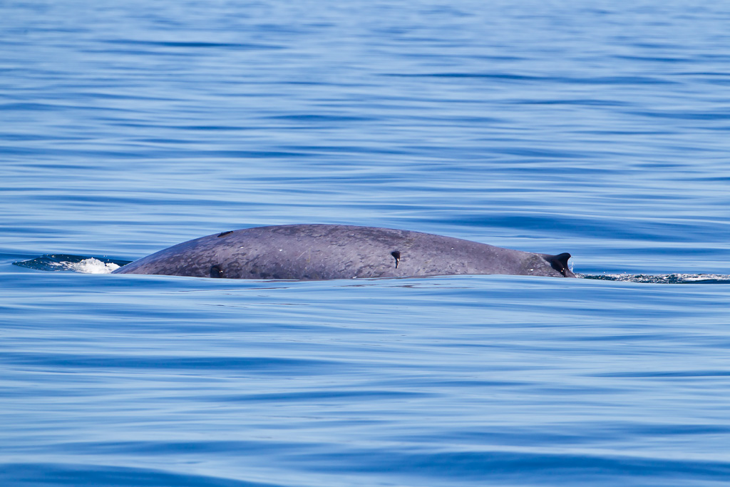 Bryde's (Tropical) Whale (Balaenoptera edeni)