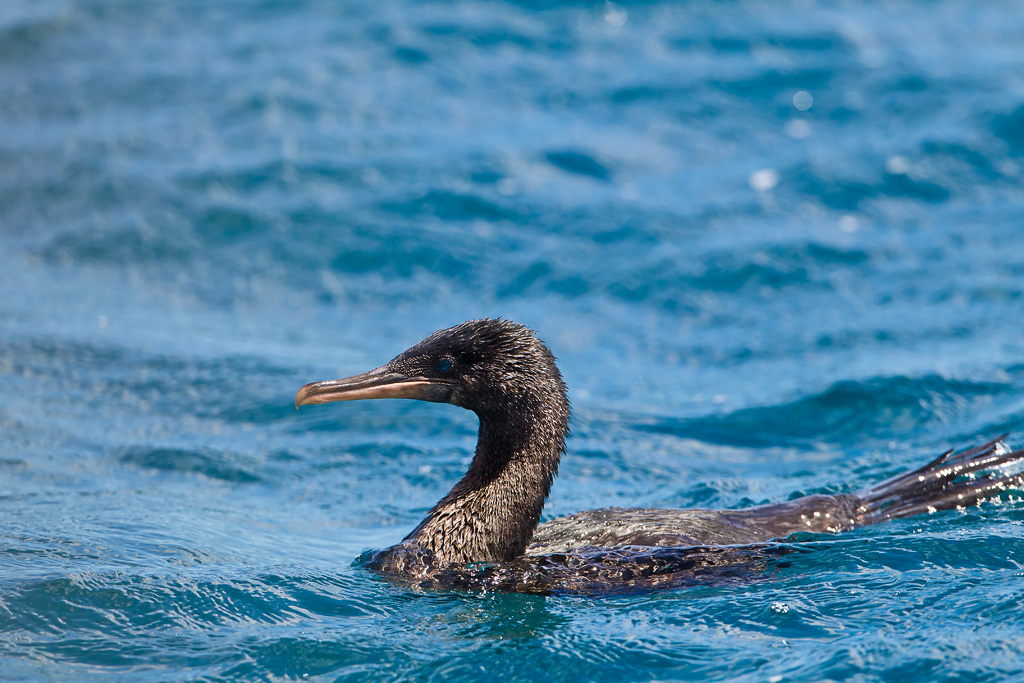 Flightless Cormorant (Phalacrocorax harrisi)