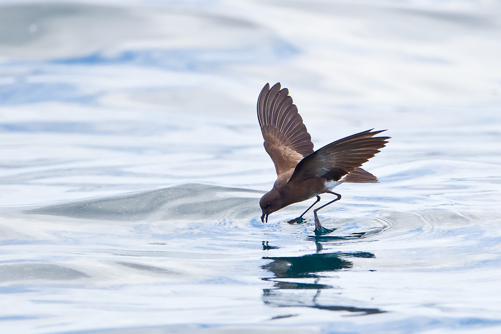 Elliot's (White-rumped) Storm-Petrel (Oceanites gracilis)