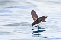 Elliot's (White-rumped) Storm-Petrel (Oceanites gracilis)