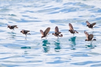 Elliot's (White-rumped) Storm-Petrel (Oceanites gracilis)