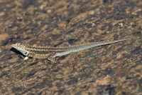 Galapagos Lava Lizard (Microlophus albemarlensis)