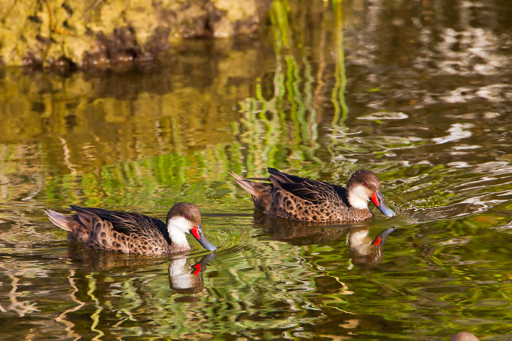 (Galapagos) White-cheeked Pintail (Anas bahamensis galapagensis)