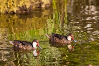 (Galapagos) White-cheeked Pintail (Anas bahamensis galapagensis)