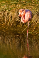 Greater Flamingo (Spheniscus mendiculus)