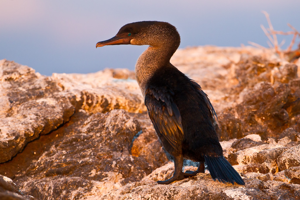 Flightless Cormorant (Phalacrocorax harrisi)