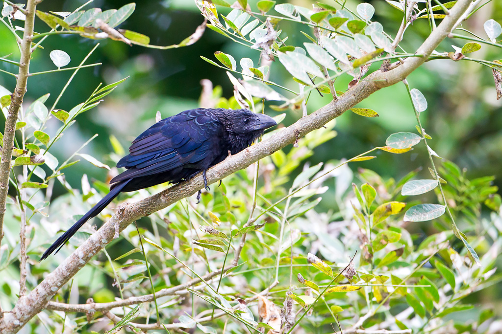 Smooth-billed Ani (Crotophaga ani)