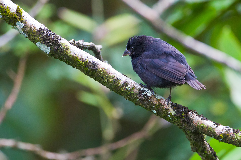 Small Ground-Finch (Geospiza fuliginosa)