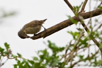 Woodpecker Finch (Camarhynchus pallidus)