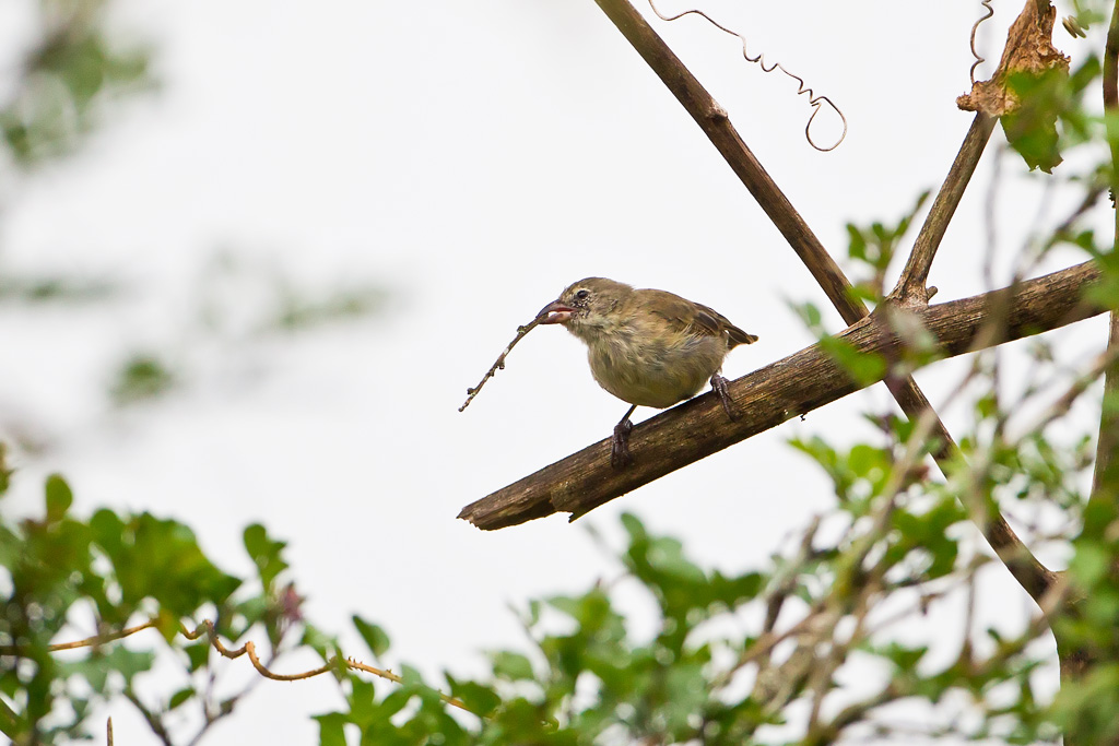 Woodpecker Finch (Camarhynchus pallidus)