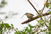 Woodpecker Finch (Camarhynchus pallidus)