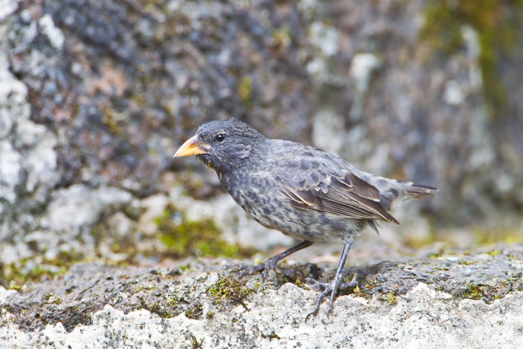 Common Cactus-Finch (Geospiza scandens)